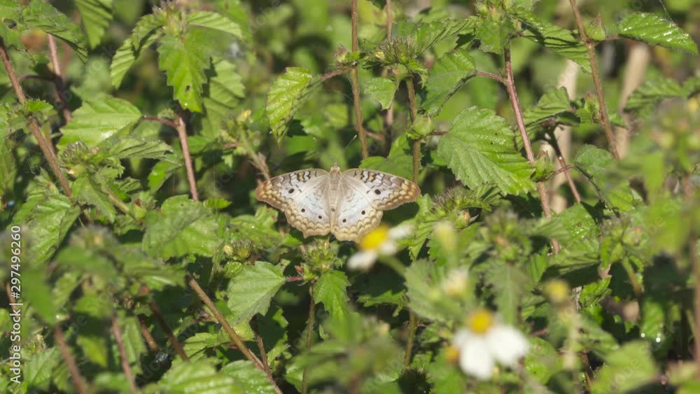 butterfly resting on green plants butterfly resting on green plants