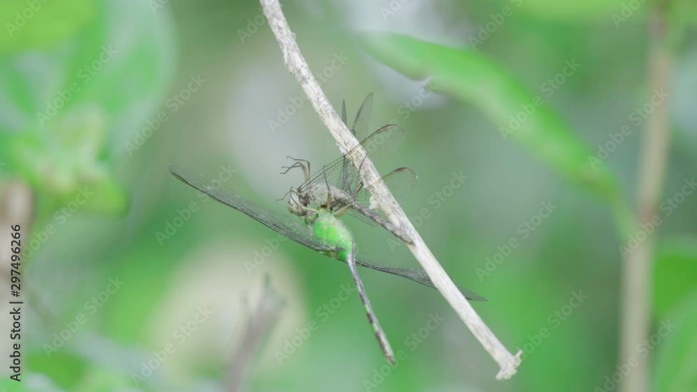 macro shot of dragonfly eating another dragonfly 1 macro shot of dragonfly eating another dragonfly 1