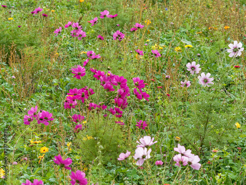 A field filled with windflowers and colorfull Mexican or garden cosmos flowers in shades of purple, pink and white blossom (Cosmos bipinnatus)