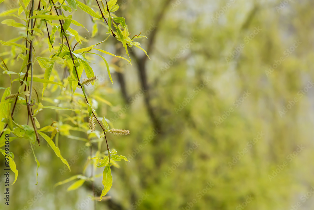 Young leaves in spring, Pakistan. Young leaves in spring, Pakistan.