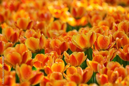 Many opened yellow and red tulips on a sunny day