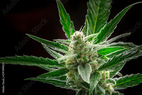 A close-up of flowering cannabis buds before harvest, macro shot on a black bakground