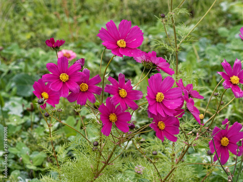 Cosmos bipinnatus - Cosmic beauty and windflowers of garden cosmos or Mexican aster in shades of purple