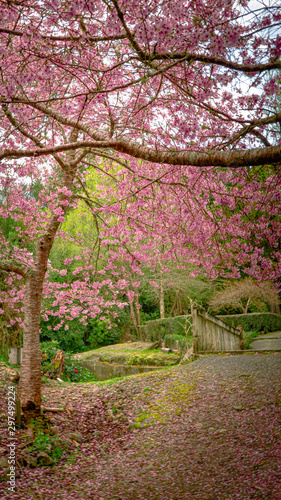 cherry blossom trees pink on a garden