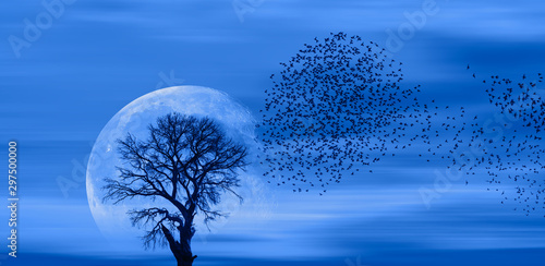 Silhouette of birds with lo...