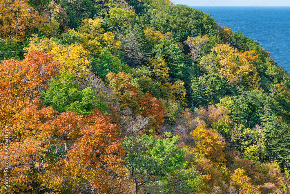 Leaves in autumn, Sapporo, Japan.