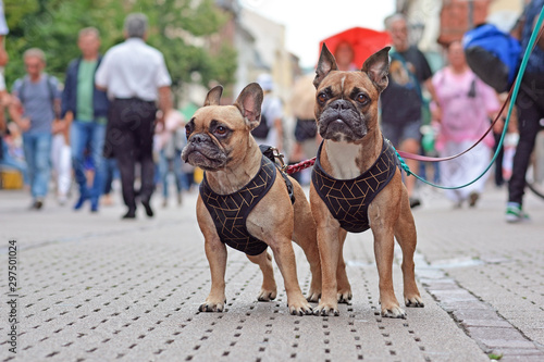 Two similar looking French Buldog dogs in matching outfits standing in the middle of busy city street with people walking by