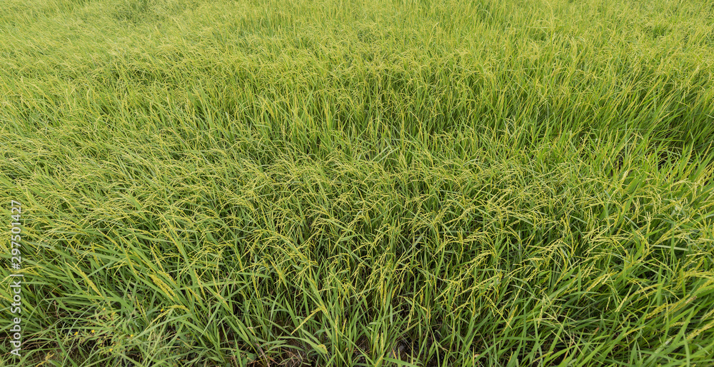 Obraz premium Full-grown rice in paddy field, northern Thailand. 
