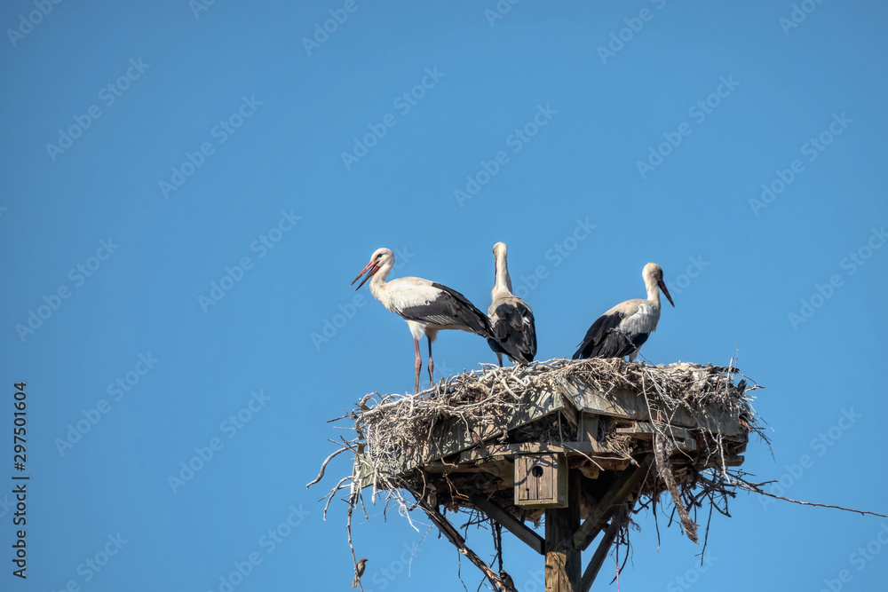 Fototapeta premium Stork in the nest on the electric pole