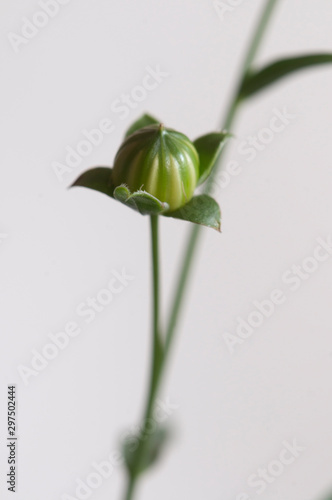 Wallpaper Mural Flax (Linum usitatissimum) seeds Torontodigital.ca