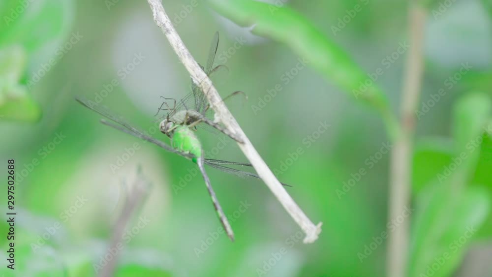 macro shot of dragonfly eating another dragonfly 2 macro shot of dragonfly eating another dragonfly 2