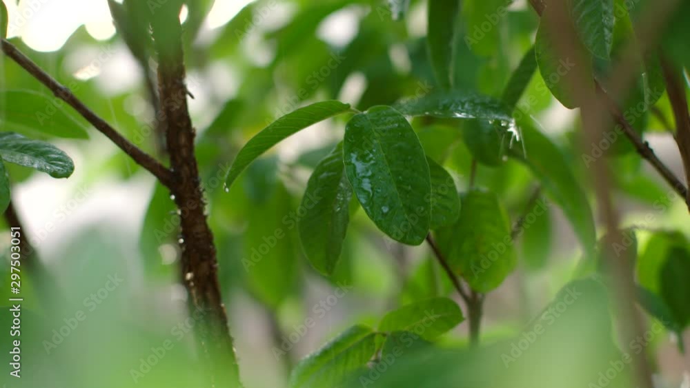 Water falls on and through the green leaves of a young guava tree.