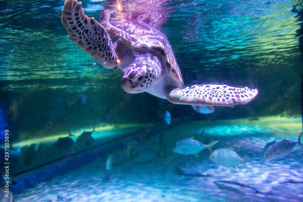 Obraz premium Sea turtle in aquarium at Sea Life Bangkok Ocean World