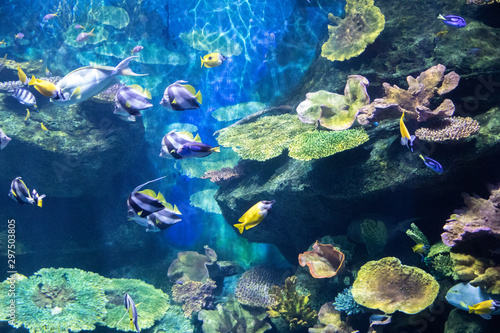 Fototapeta Naklejka Na Ścianę i Meble -  Fishes in aquarium at Sea Life Bangkok Ocean World