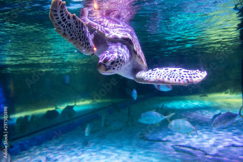 Sea turtle in aquarium at Sea Life Bangkok Ocean World