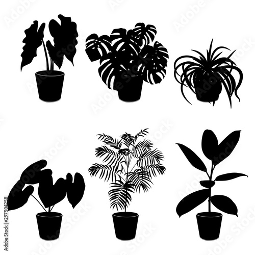 Black silhouette tropical plant in pot isolated on the white background, vector