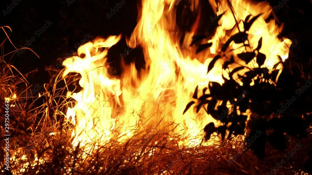 Forest fire. Fire destroys trees and forest animals. Fires in the forests of the Amazon and Siberia, Australia. Catastrophe. Green lungs of the planet. Destroyed flora and fauna. Global warming.