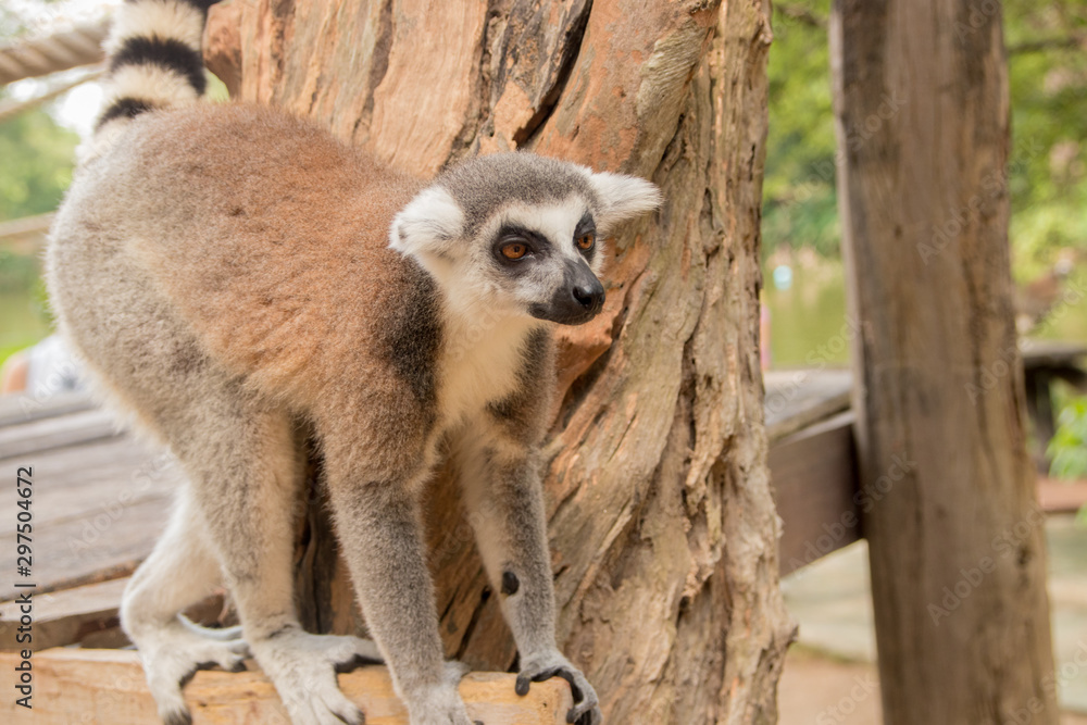 Fototapeta premium Lemur at Khao Kheo Zoo, National Park of Thailand
