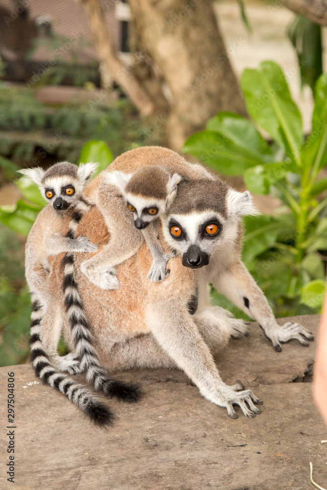 Obraz premium Lemur with babes on back at Khao Kheow Zoo, National Park of Thailand