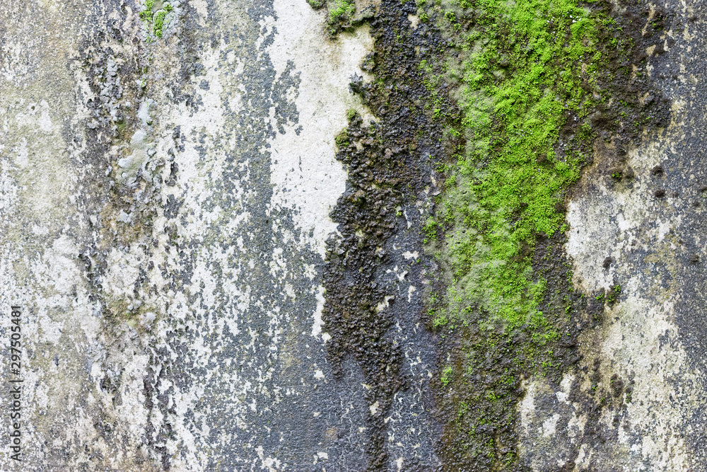 Abstract green moss wall texture grunge background Abstract green moss wall texture grunge background