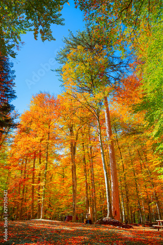 Autumn landscape in (seven lakes) Yedigoller National Park - Bolu, Turkey