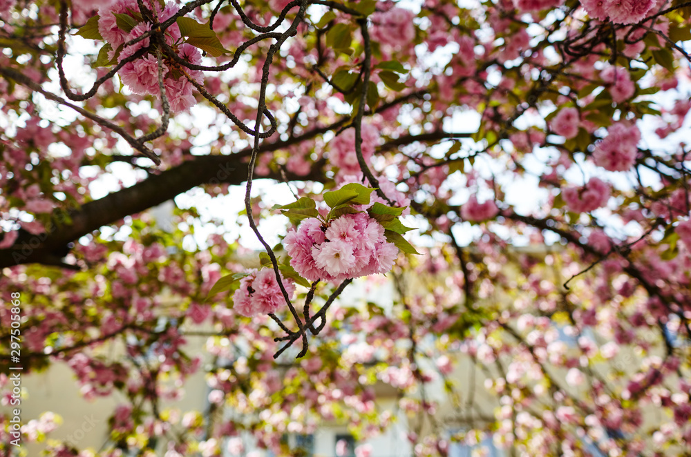 Pink cherry blossom in bloom. Beautiful sakura flowers at springtime Pink cherry blossom in bloom. Beautiful sakura flowers at springtime