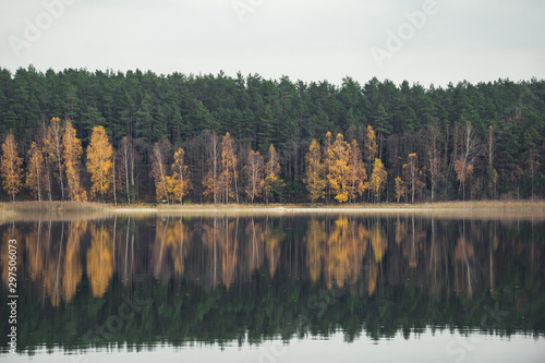 Autumn in Lithuanian forests