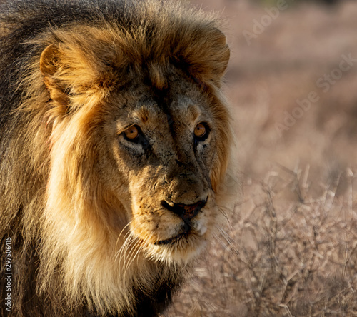 Black-maned Lion