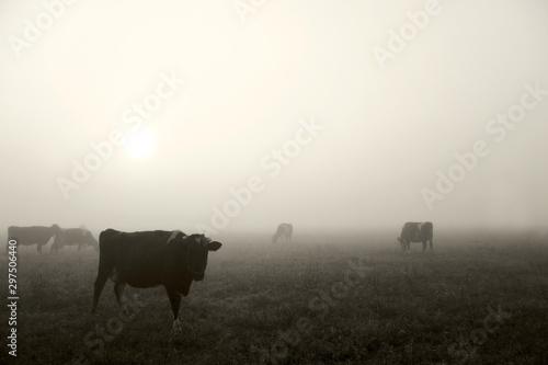 Blurry silhouettes of a herd of cows are visible in a very strong fog. morning rural landscape