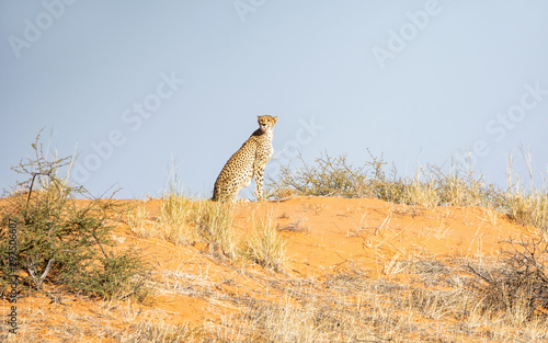 Cheetah On A Ridge