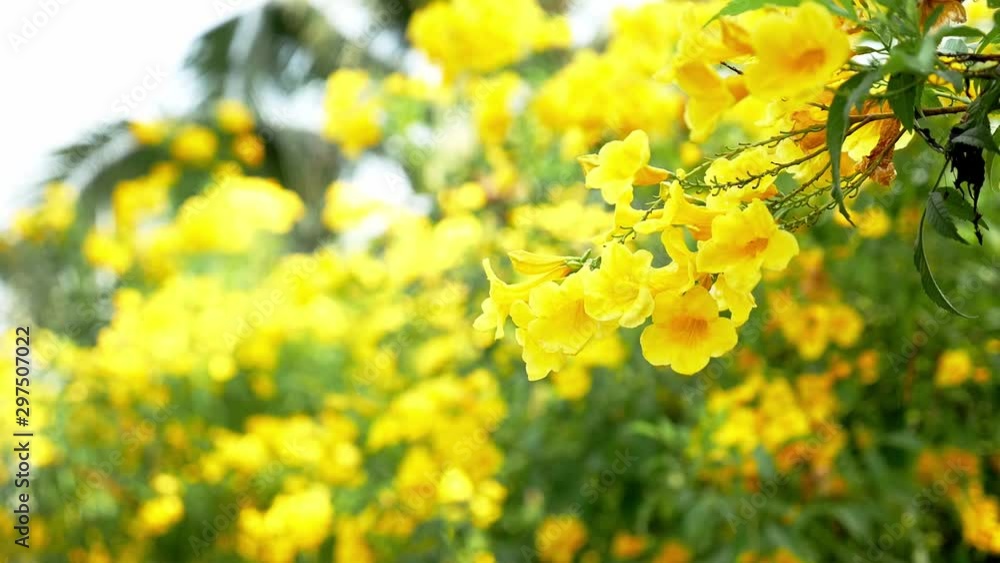 Beautiful Flower Thomas Blooming in the Morning Shine.