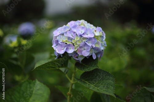 Hydrangea flowers in Chiang Mai  Thailand