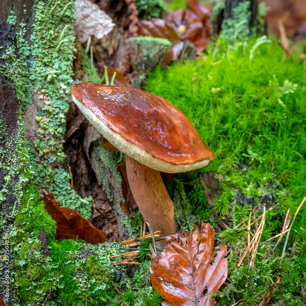Bay Bolete with grows on a moss-covered tree trunk Bay Bolete with grows on a moss-covered tree trunk