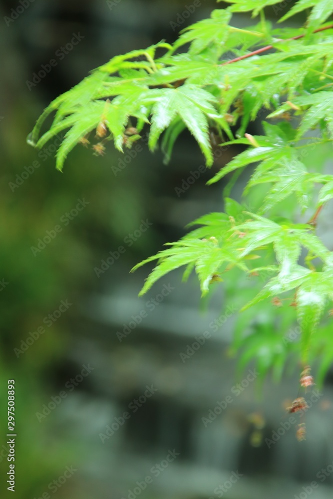 雨に濡れた楓