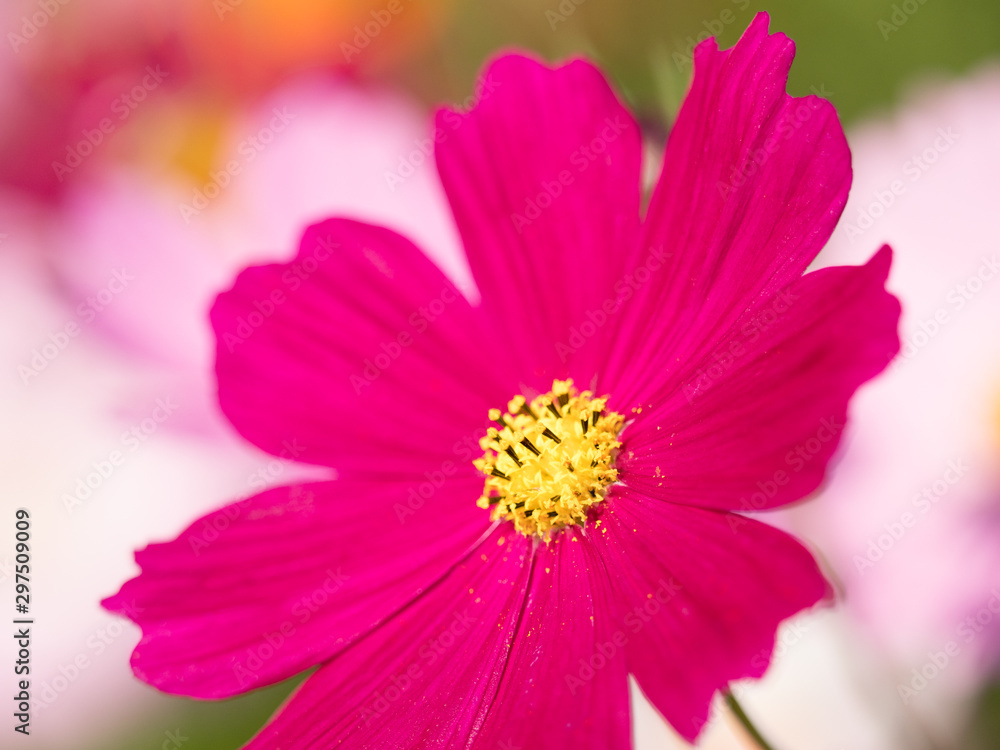 コスモスの花