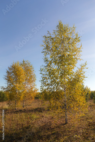 autumn landscape with birches