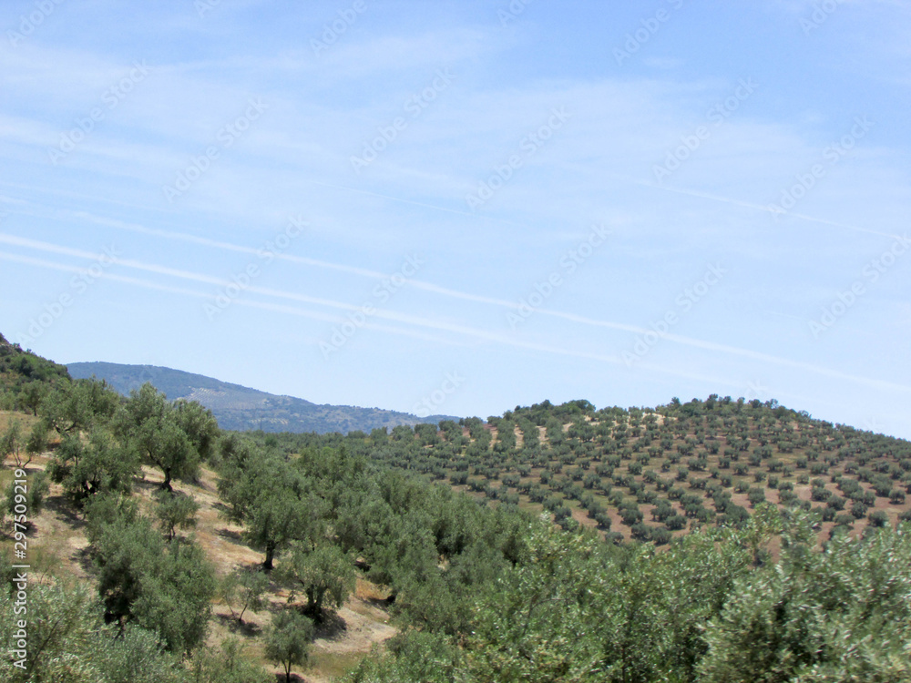 endless olive tree plantations in Andalusia, Spain under high blue sky