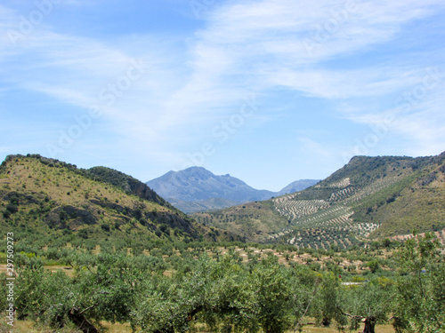 endless olive tree plantations in Andalusia  Spain under high blue sky