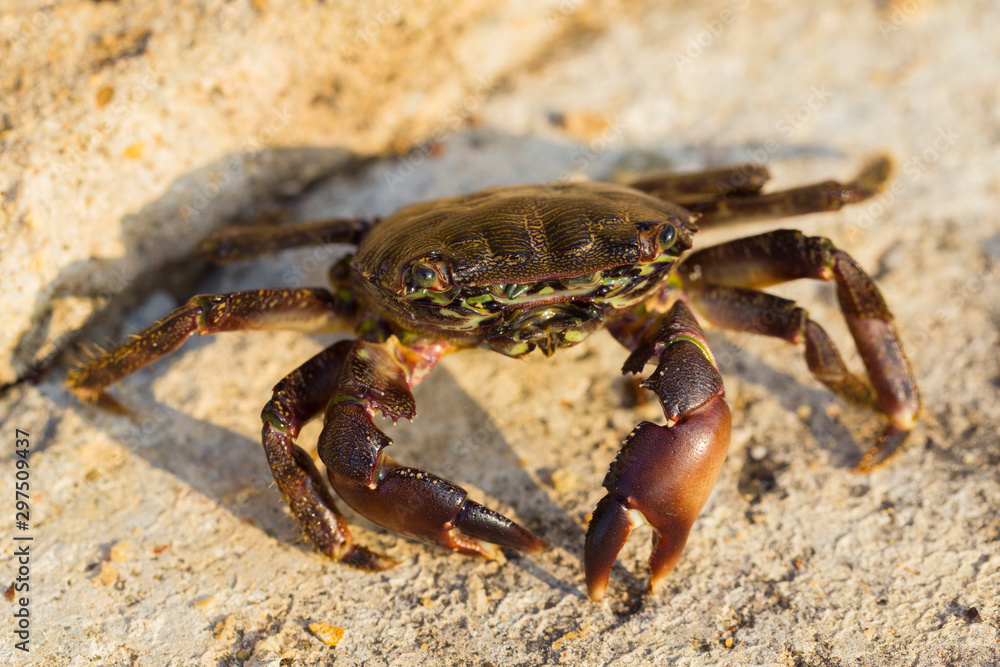 Pachygrapsus marmoratus is a species crab, sometimes called the marbled rock crab or marbled crab. Black Sea. Crab in the stones.