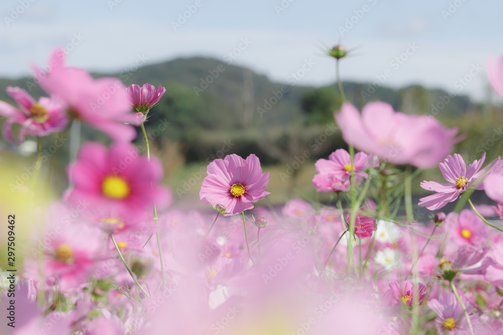 Obraz premium 田舎のコスモス