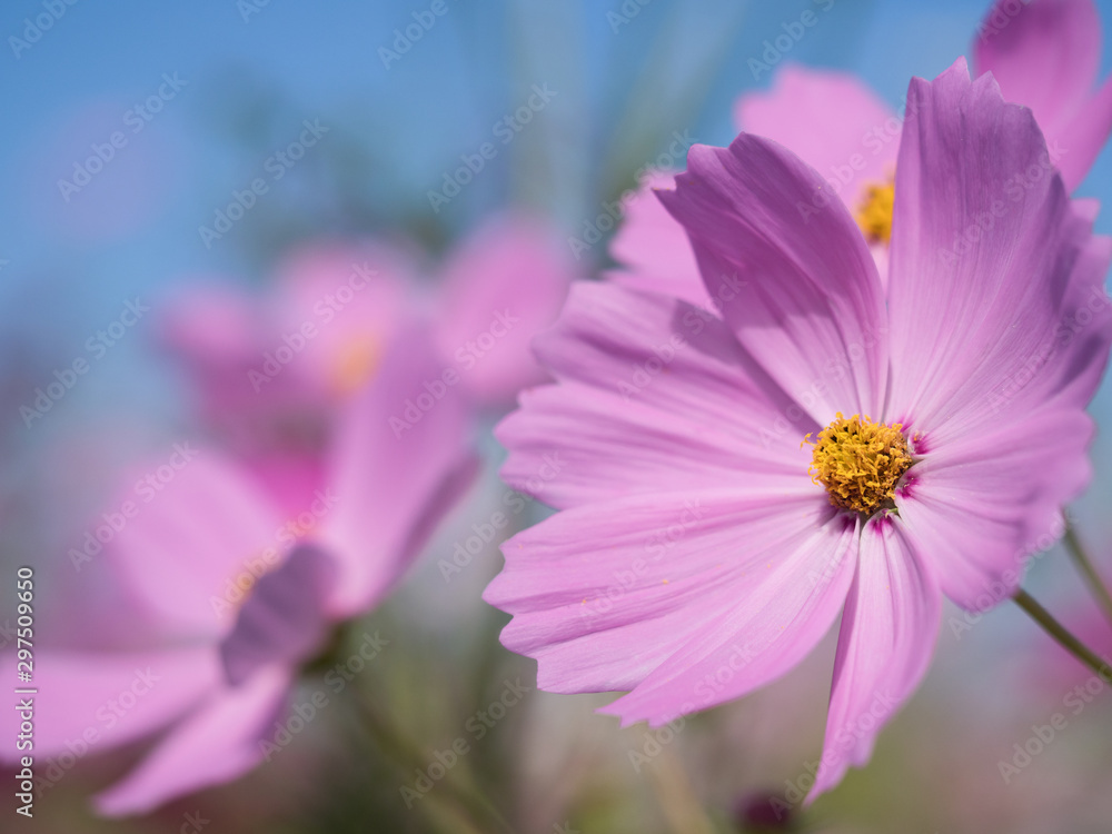 Fototapeta premium コスモスの花