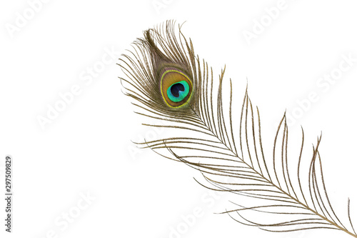 Peacock feathers isolated on white