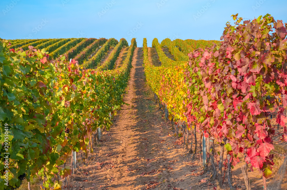 Beautiful autumn vineyard in Moravia, Czech Republic. Rows of vineyards, partly blurred leaves. Colorful, red and golden vine leaves. Fall landscape. Seasons of the year
