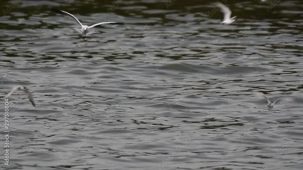 Terns and Gulls Skimming for Food are migratory seabirds to Thailand, flying around in circles, taking turns to skim for food floating on the sea at Bangpu Recreational Center wharf. Terns and Gulls Skimming for Food are migratory seabirds to Thailand, flying around in circles, taking turns to skim for food floating on the sea at Bangpu Recreational Center wharf.