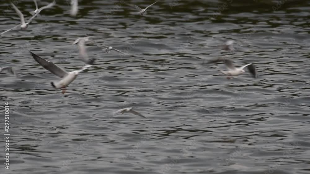 Terns and Gulls Skimming for Food are migratory seabirds to Thailand, flying around in circles, taking turns to skim for food floating on the sea at Bangpu Recreational Center wharf. Terns and Gulls Skimming for Food are migratory seabirds to Thailand, flying around in circles, taking turns to skim for food floating on the sea at Bangpu Recreational Center wharf.