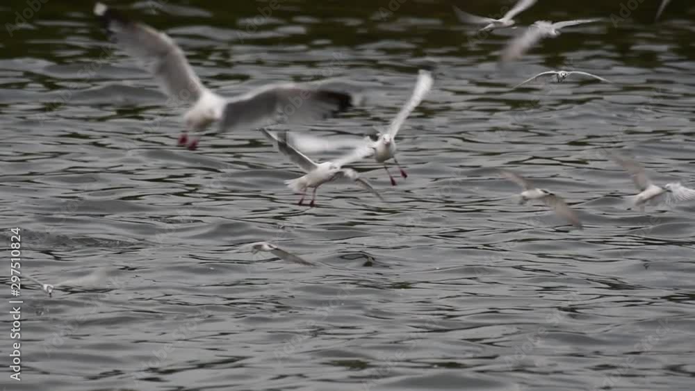 Terns and Gulls Skimming for Food are migratory seabirds to Thailand, flying around in circles, taking turns to skim for food floating on the sea at Bangpu Recreational Center wharf. Terns and Gulls Skimming for Food are migratory seabirds to Thailand, flying around in circles, taking turns to skim for food floating on the sea at Bangpu Recreational Center wharf.