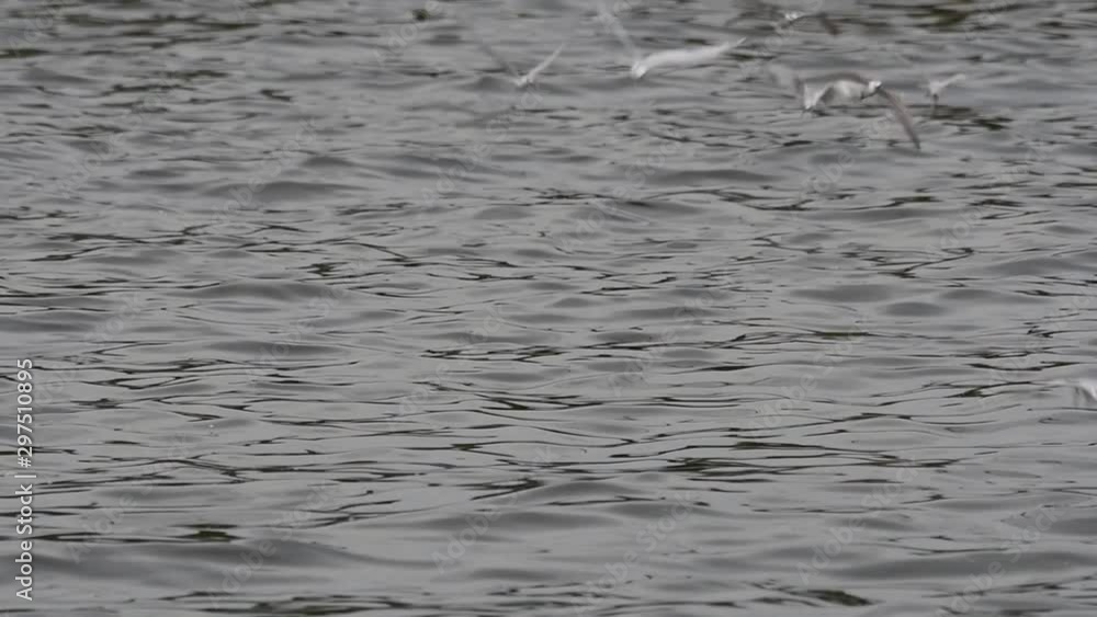 Terns and Gulls Skimming for Food are migratory seabirds to Thailand, flying around in circles, taking turns to skim for food floating on the sea at Bangpu Recreational Center wharf. Terns and Gulls Skimming for Food are migratory seabirds to Thailand, flying around in circles, taking turns to skim for food floating on the sea at Bangpu Recreational Center wharf.