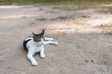 A cat lying on the sand