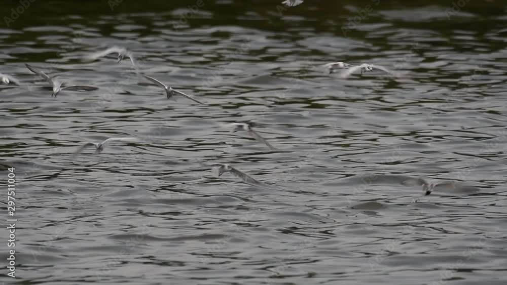 Terns and Gulls Skimming for Food are migratory seabirds to Thailand, flying around in circles, taking turns to skim for food floating on the sea at Bangpu Recreational Center wharf. Terns and Gulls Skimming for Food are migratory seabirds to Thailand, flying around in circles, taking turns to skim for food floating on the sea at Bangpu Recreational Center wharf.