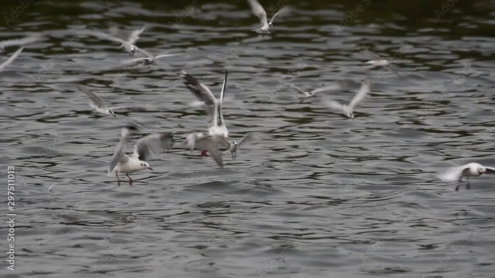 Terns and Gulls Skimming for Food are migratory seabirds to Thailand, flying around in circles, taking turns to skim for food floating on the sea at Bangpu Recreational Center wharf. Terns and Gulls Skimming for Food are migratory seabirds to Thailand, flying around in circles, taking turns to skim for food floating on the sea at Bangpu Recreational Center wharf.